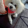 camera_watermark, companion_animal, curly_fur, cushion, cute, dog, fluffy, home, indoors, leather_couch, living_room, looking_at_camera, pet, photography, portrait, red_bandana, rug, sitting, standing, white_dog