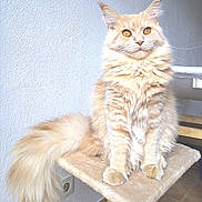 Rebelle participe au concours pour gagner de l'argent avec cette photo : cat, ginger_cat, fluffy, longhaired, maine_coon, feline, pet, animal, portrait, sitting, looking_at_camera, golden_eyes, whiskers, pointed_ears, bushy_tail, cat_tree, scratching_post, indoors, textured_wall, tile_floor