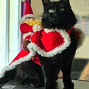 Zoé a rejoint le concours — aidez-le/la à gagner de superbes lots ! cat, black_cat, santa_outfit, christmas, holiday, festive, costume, indoor, decor, toy, doll, black_fur, green_eyes, pet, animal, cute, holiday_season, christmas_decor, funny, portrait
