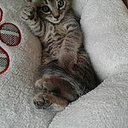 Oddy participe au concours pour gagner de l'argent avec cette photo : adorable, animal, bed, cat, cozy, cute, feline, fluffy, fur, indoor, kitten, paw, pet, relaxed, resting, sleepy, small, soft, tabby, young