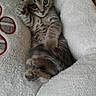 adorable, animal, bed, cat, cozy, cute, feline, fluffy, fur, indoor, kitten, paw, pet, relaxed, resting, sleepy, small, soft, tabby, young