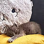 kitten, cat, sleeping, plush_pillow, pillow, yellow_pillow, gray_fur, soft_texture, cozy, nap, paw, whiskers, stuffed_animal, couch, indoor, pet, closeup, fabric, relaxed, cute