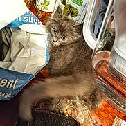 Tom a rejoint le concours — aidez-le/la à gagner de superbes lots ! kitten, cat, grey_cat, long_fur, blue_eyes, pet, indoor, kitchen_counter, clutter, plastic_bag, paper_bag, water_pitcher, glass_pitcher, packaging, table_surface, curious, close_up, domestic, snack, looking_up