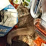 kitten, cat, grey_cat, long_fur, blue_eyes, pet, indoor, kitchen_counter, clutter, plastic_bag, paper_bag, water_pitcher, glass_pitcher, packaging, table_surface, curious, close_up, domestic, snack, looking_up