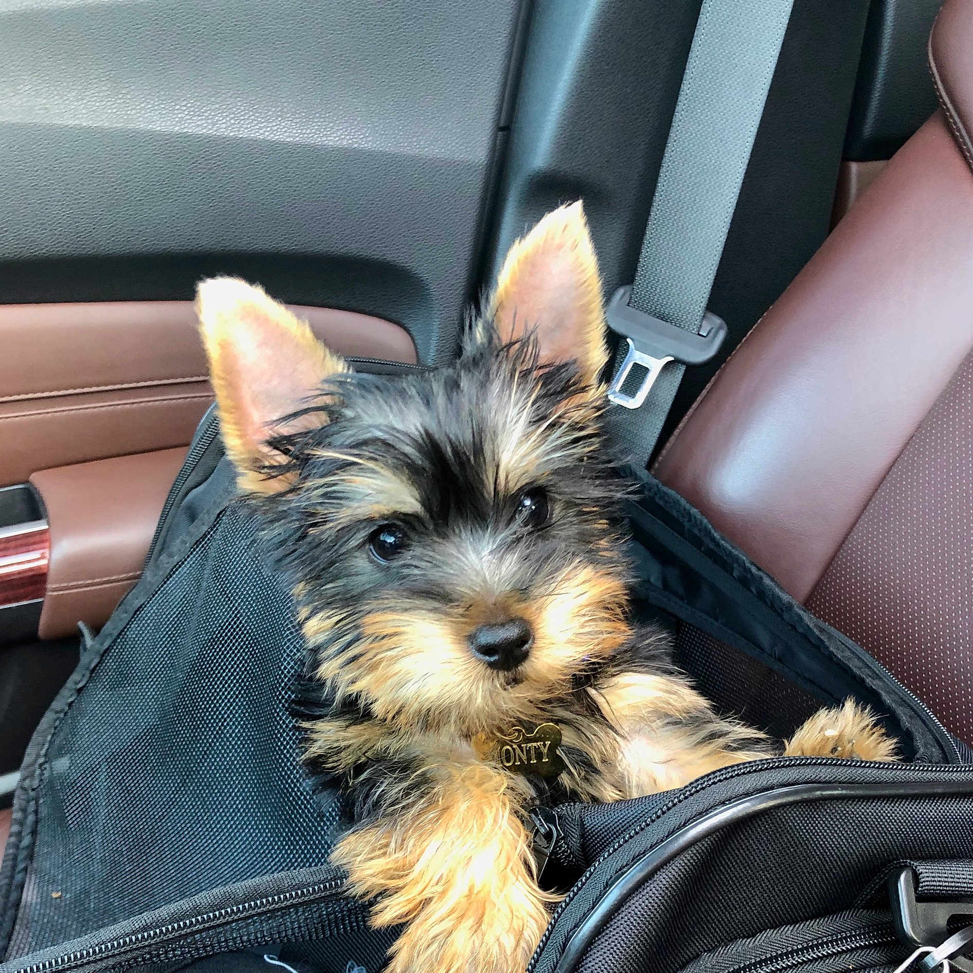 Monty