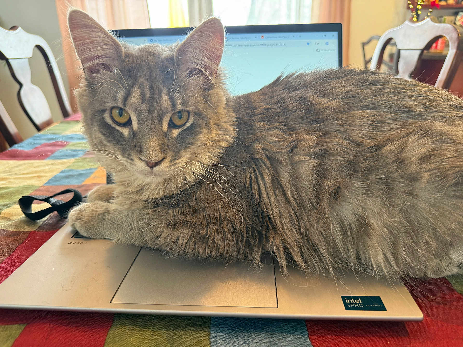 Go-Jo is registered to the contest to win money with this photo: cat, close_up, colorful_tablecloth, cozy, curious, dining_chair, fur, gray_cat, home_office, indoor, intel_sticker, laptop, pet, portrait, sitting, tabby, table, trackpad, whiskers, yellow_eyes