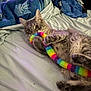 bed, bedding, blanket, cat, closeup, cozy, cute, feline, fur, indoor, paws, pet, playful, plush_toy, portrait, rainbow_toy, relaxed, sheet, whiskers, wide_eyes