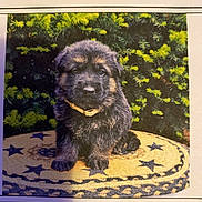 Pebbles is registered to the contest to win money with this photo: puppy, german_shepherd, dog, fur, cute, outdoor, greenery, bushes, rug, yellow, blue_stars, sitting, pet, animal, young, collar, adorable, fluffy, portrait, nature