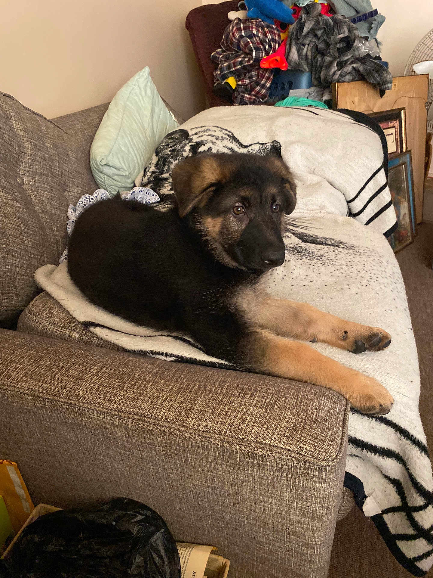 Pebbles is registered to the contest to win money with this photo: puppy, dog, german_shepherd, couch, blanket, indoor, pet, fur, animal, resting, brown, black, cute, young, cozy, living_room, carpet, pillow, household, relaxed