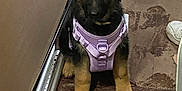 Pebbles is registered to the contest to win money with this photo: puppy, dog, german_shepherd, purple_harness, carpet, hallway, crutch, shoes, indoor, pet, cute, sitting, brown, floor, leash, young_dog, animal, curious, domestic, mammal