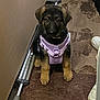 puppy, dog, german_shepherd, purple_harness, carpet, hallway, crutch, shoes, indoor, pet, cute, sitting, brown, floor, leash, young_dog, animal, curious, domestic, mammal
