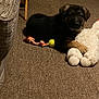Pebbles joined the competition — help win amazing prizes! puppy, dog, carpet, plush_toy, rope_toy, tennis_ball, indoor, furniture, couch, floor, pet, animal, brown, black, cute, young_dog, laying_down, toy, cozy, home