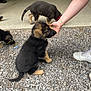 Pebbles joined the competition — help win amazing prizes! puppy, german_shepherd, dog, gravel, person, hand, footwear, sneaker, outdoor, curious, interaction, playing, animal, pet, young, fur, sniffing, concrete, collar, paw