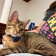 Iris joined the competition — help win amazing prizes! cat, tabby, one-eyed, collar, flower, pet, indoor, person, shirt, sitting, lap, furniture, table, beverage, can, pepsi, wood, relaxed, whiskers, fur