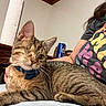 cat, tabby, one-eyed, collar, flower, pet, indoor, person, shirt, sitting, lap, furniture, table, beverage, can, pepsi, wood, relaxed, whiskers, fur