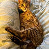 Iris is registered to the contest to win money with this photo: cat, tabby, one-eyed, pet, animal, feline, cozy, blanket, resting, cute, cute_pet, fur, whiskers, indoor, paw, tail, relaxed, lying_down, portrait, curious