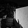 animal, black_and_white, cat, contrast, dark, light, mysterious, nature, night, outdoor, perched, plants, quiet, shadow, shape, silhouette, still, stone, texture, wall