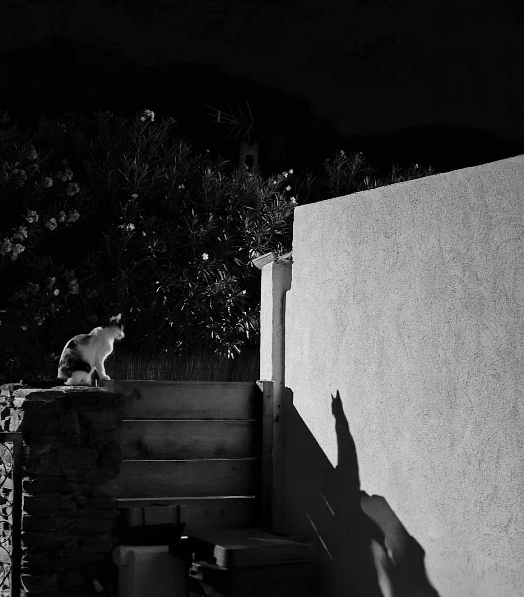 Minette
