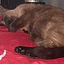 Hendrix joined the competition — help win amazing prizes! cat, sleeping, brown_fur, pet, indoor, cozy, blanket, paw, resting, fur, animal, cute, domestic_cat, relaxing, bed, feline, whiskers, closeup, soft, quiet