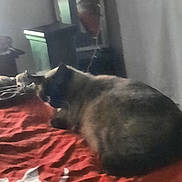 Hendrix is registered to the contest to win money with this photo: cat, bed, blanket, red, indoor, mirror, reflection, person, furniture, resting, animal, soft_focus, dim_light, pattern, rumpled, phone, hand, wall, room, sleeping