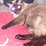 Hendrix joined the competition — help win amazing prizes! cat, siamese_cat, pet, animal, indoor, lying_down, bed, blanket, fur, paw, whiskers, glowing_eyes, mystical, feline, sleepy, cozy, domestic, cute, relaxed, red_background