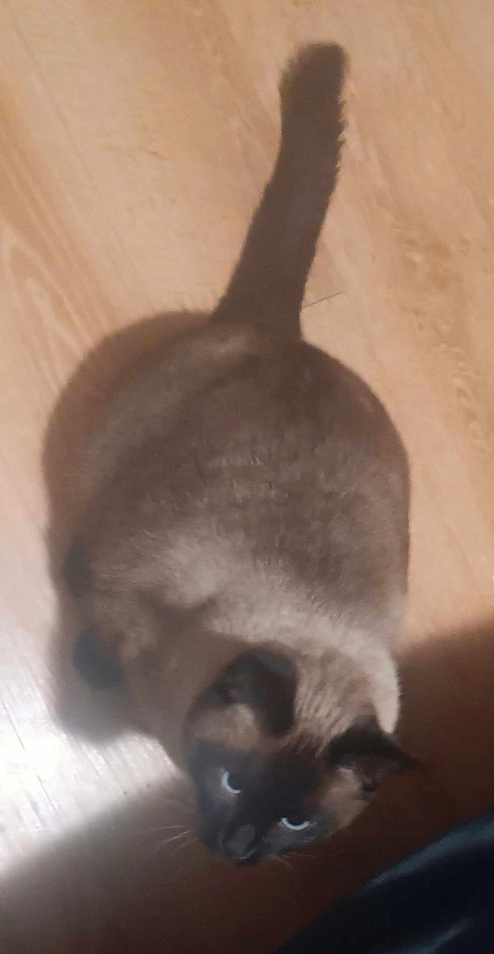 Hendrix is registered to the contest to win money with this photo: cat, siamese_cat, pet, animal, fur, tail, wooden_floor, indoor, looking_up, shadow, cute, domestic_cat, whiskers, ears, mammal, companion, feline, curious, close_up, soft_light