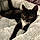 Cleo
