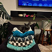 Misha is registered to the contest to win money with this photo: cat, blanket, chair, cushion, plant, leaf, television, sports, remote, living_room, furniture, indoor, decor, gray_cat, stack, cozy, relaxed, home, modern, wooden_stool