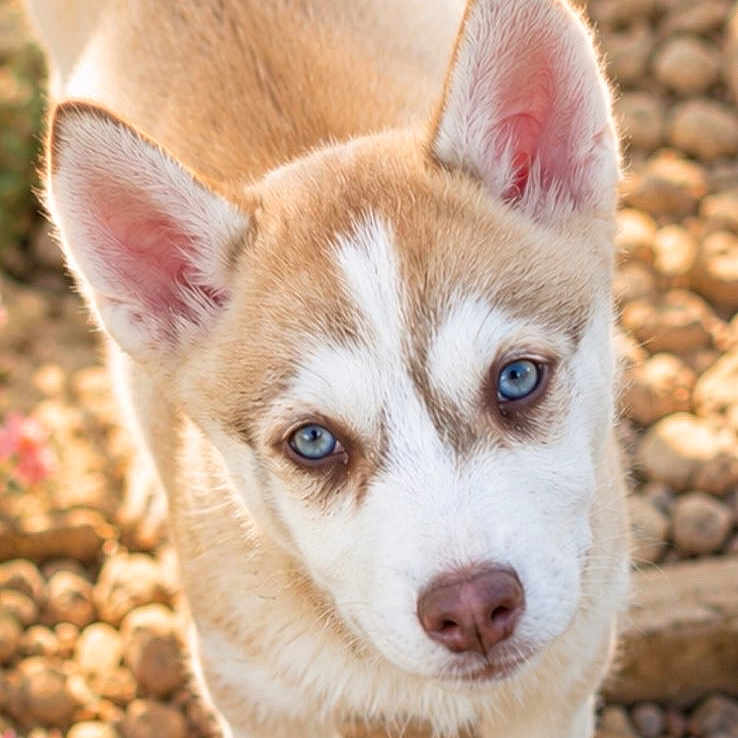 Taïka participe au concours pour gagner de l'argent avec cette photo : puppy, dog, husky, blue_eyes, outdoor, stone_path, pebbles, curious, young_dog, pet, animal, fur, ears, nose, walking, sunlight, nature, close_up, portrait, cute