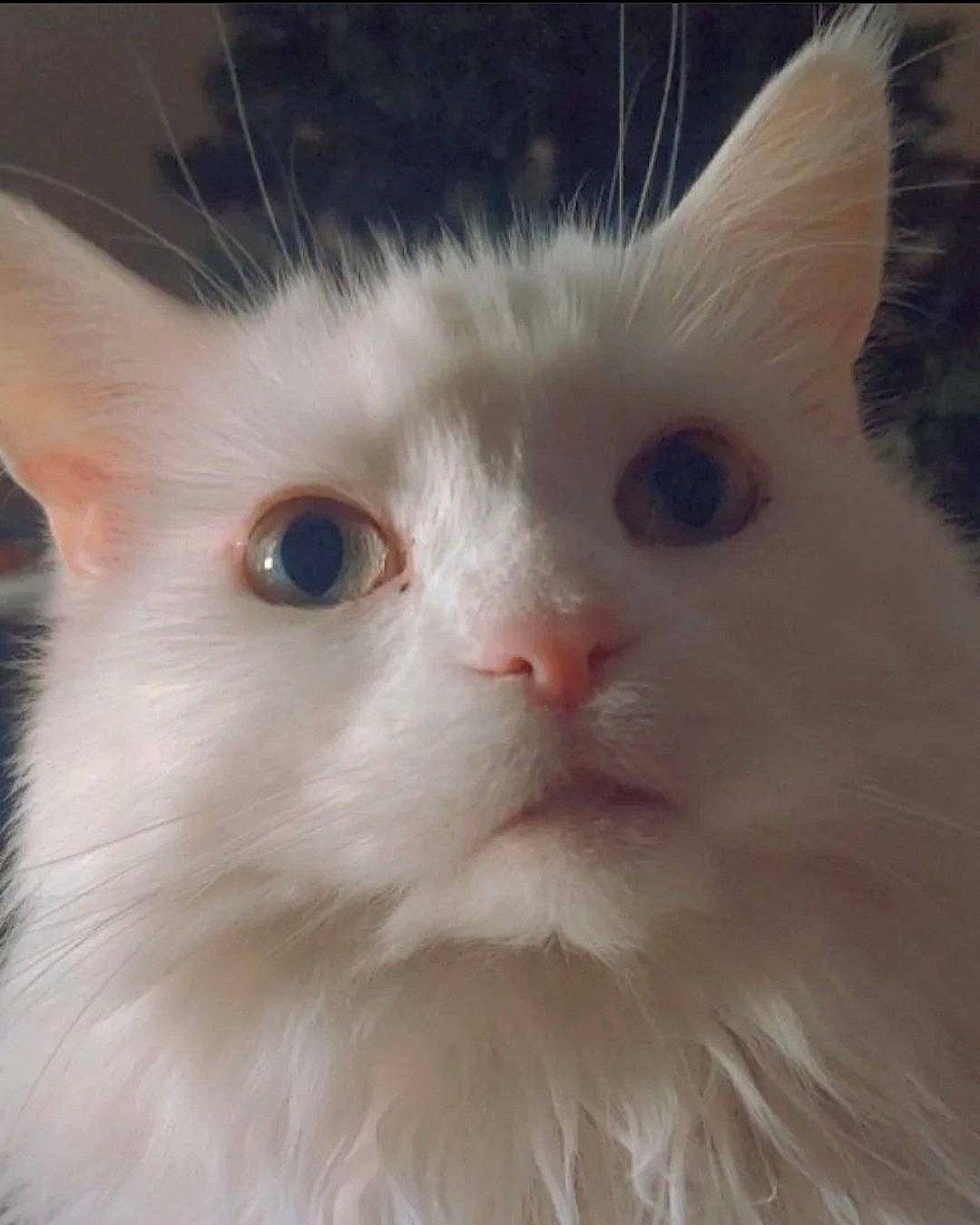 Daenerys is registered to the contest to win money with this photo: carnivore, cat, ear, eye, fawn, felidae, fur, head, small_to_medium_sized_cats, snout, terrestrial_animal, whiskers