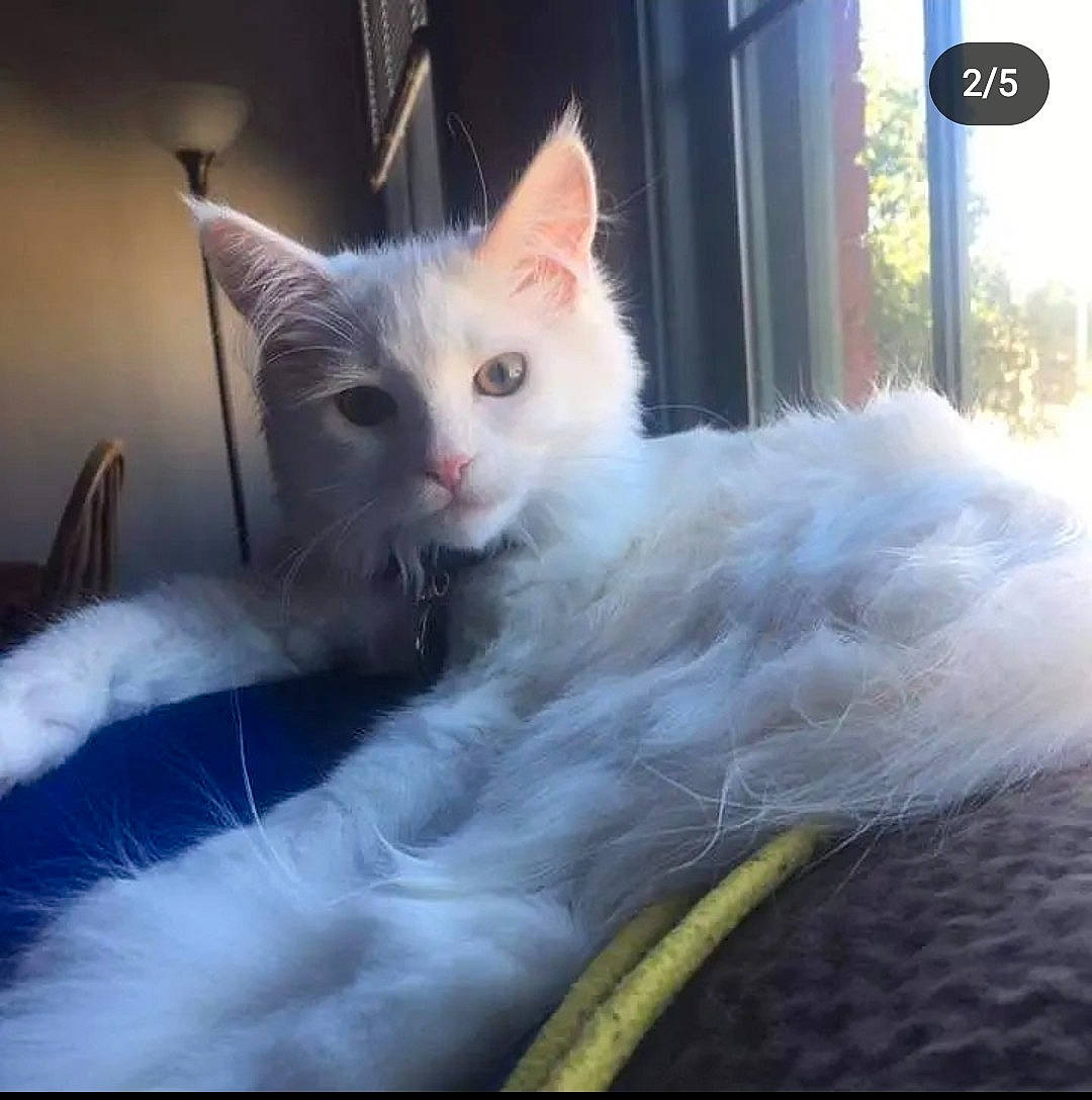 Daenerys joined the competition — help win amazing prizes! carnivore, cat, claw, comfort, felidae, fur, paw, small_to_medium_sized_cats, tail, tree, whiskers, window