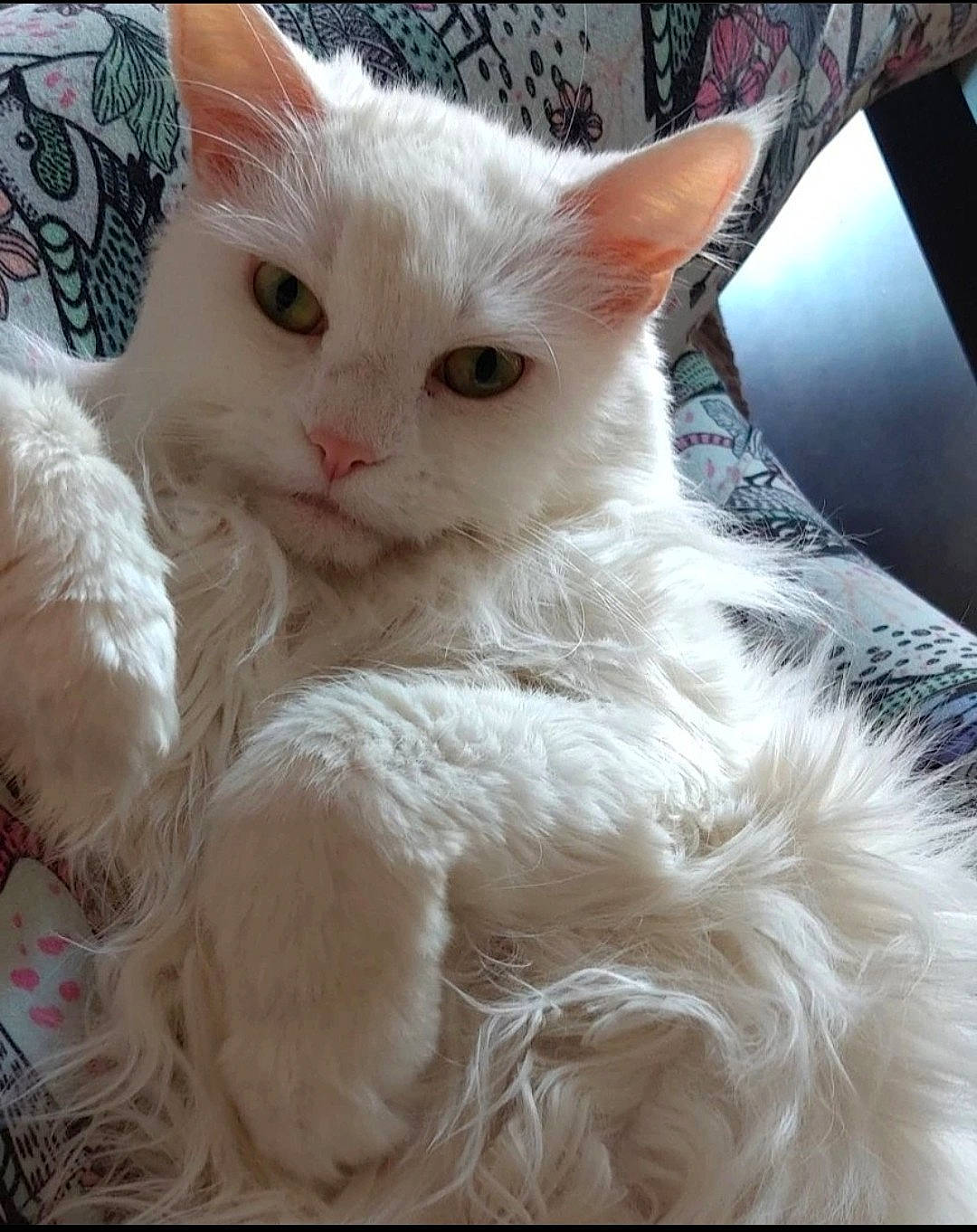 Daenerys joined the competition — help win amazing prizes! carnivore, cat, claw, comfort, domestic_short_haired_cat, ear, fawn, felidae, fur, paw, small_to_medium_sized_cats, snout, tail, whiskers