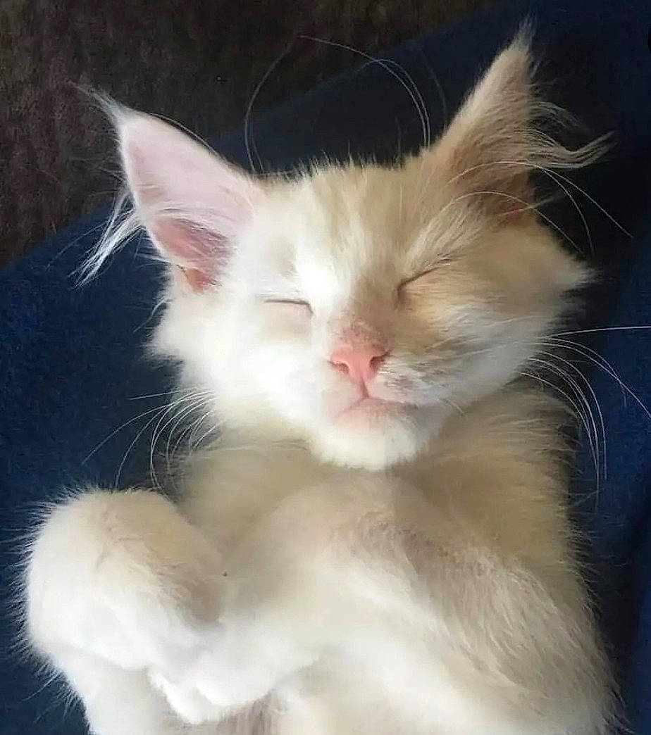 Daenerys joined the competition — help win amazing prizes! carnivore, cat, claw, domestic_short_haired_cat, ear, felidae, fur, paw, small_to_medium_sized_cats, snout, tail, whiskers