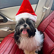 Maggie joined the competition — help win amazing prizes! dog, santa_hat, red_leather_seat, car_interior, tongue_out, fluffy, black_and_white, pet, holiday, festive, seatbelt, window, door_panel, cute, smiling, car_trip, animal, happy, fur, indoor