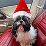 dog, santa_hat, red_leather_seat, car_interior, tongue_out, fluffy, black_and_white, pet, holiday, festive, seatbelt, window, door_panel, cute, smiling, car_trip, animal, happy, fur, indoor