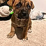 puppy, dog, brindle, carpet, indoor, cute, pet, young, small, fur, nose, ears, eyes, whiskers, paws, animal, sitting, looking_up, closeup, household