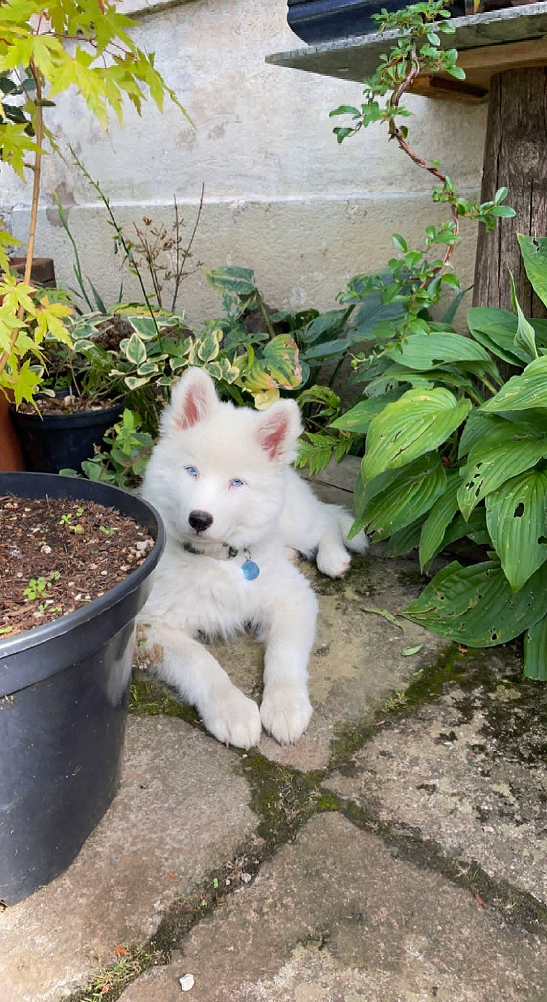 T'Blue participe au concours pour gagner de l'argent avec cette photo : canidae, carnivore, companion_dog, dog, dog_breed, fawn, felidae, flowerpot, grass, houseplant, japanese_spitz, kintamani, plant, samoyed, shrub, small_to_medium_sized_cats, sporting_group, tail, volpino_italiano, working_animal