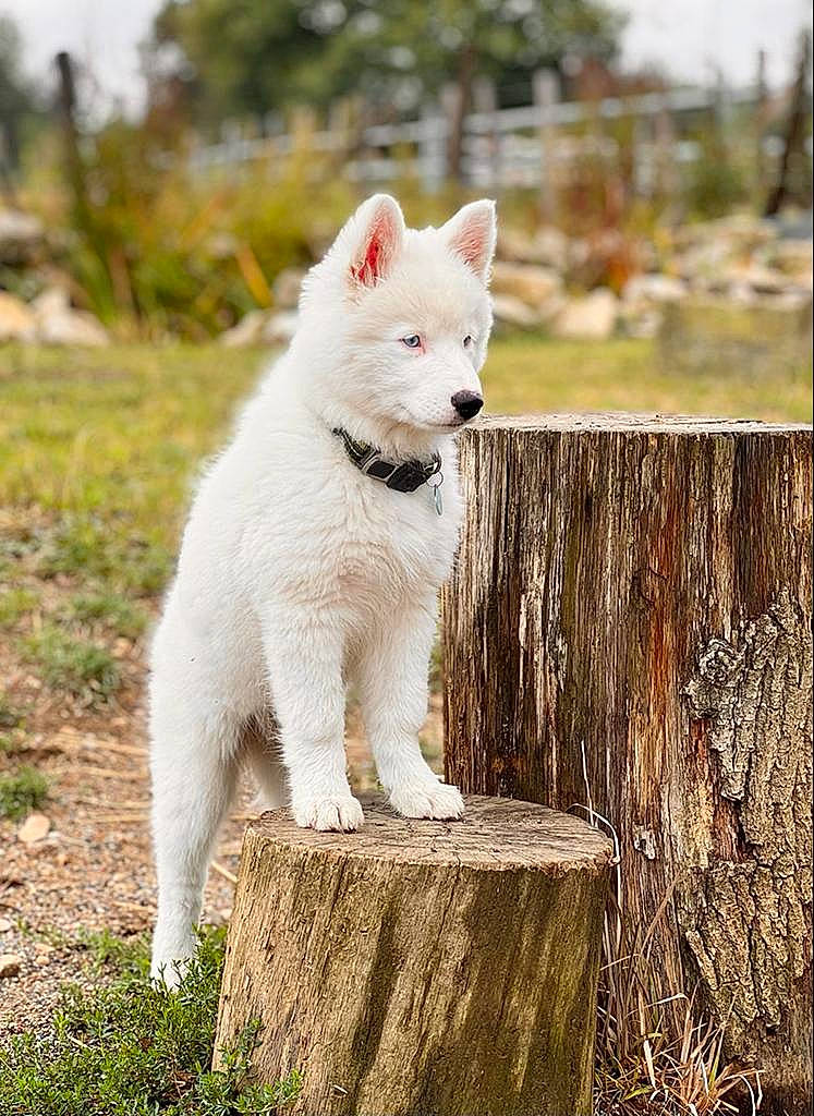 T'Blue participe au concours pour gagner de l'argent avec cette photo : carnivore, companion_dog, dog_breed, fence, fur, grass, grassland, plant, sky, snout, tail, terrestrial_animal, tree, trunk, wildlife, wood
