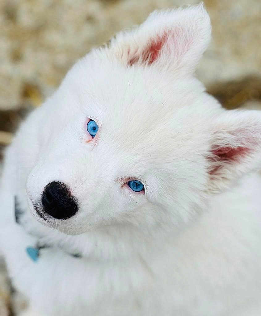 T'Blue
