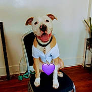 Zeus is registered to the contest to win money with this photo: dog, indoor, chair, white_shirt, happy, smiling, floor, wooden_floor, wall, numbers, plant, black_chair, collar, pet, cute, sitting, domestic_animal, animal, tongue_out, furniture