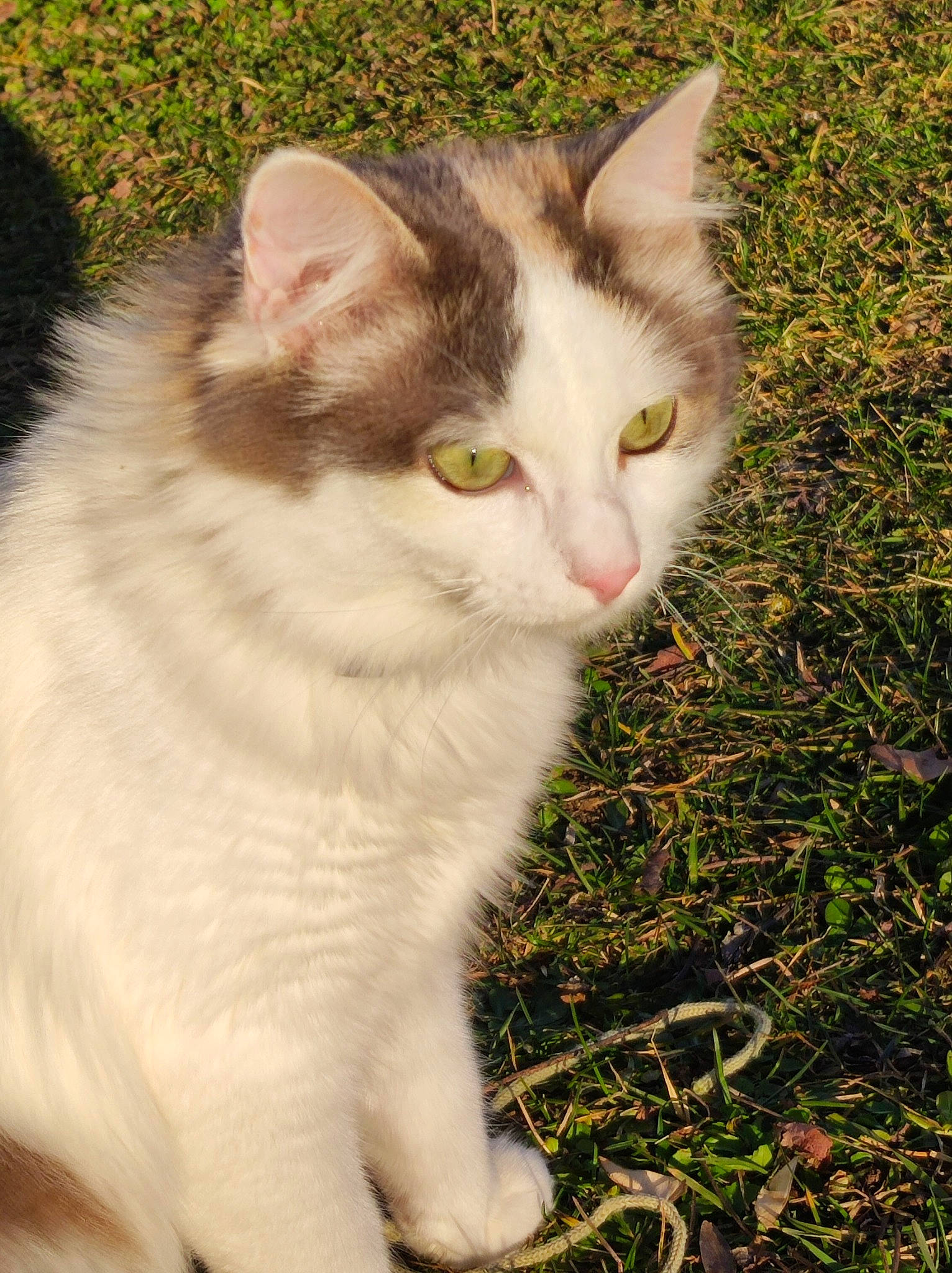 Seleste participe au concours pour gagner de l'argent avec cette photo : carnivore, cat, domestic_short_haired_cat, eye, fawn, felidae, fur, grass, groundcover, herbaceous_plant, paw, plant, small_to_medium_sized_cats, snout, tail, terrestrial_animal, tree, whiskers
