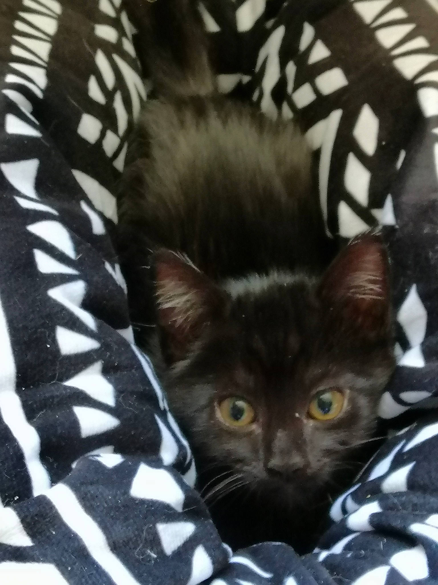 Rebelle a rejoint le concours — aidez-le/la à gagner de superbes lots ! asian, black_cat, burmese, carnivore, cat, domestic_short_haired_cat, felidae, german_rex, kitten, mammal, oriental_longhair, small_to_medium_sized_cats, snout, whiskers