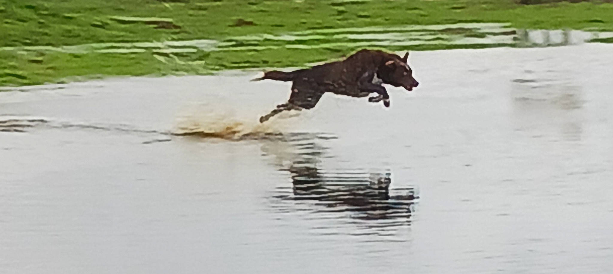 Utah participe au concours pour gagner de l'argent avec cette photo : canidae, carnivore, dog, dog_breed, fluid, guard_dog, gun_dog, hunting_dog, lake, liquid, liver, retriever, sporting_group, tail, terrestrial_animal, water, water_bird, working_animal, working_dog