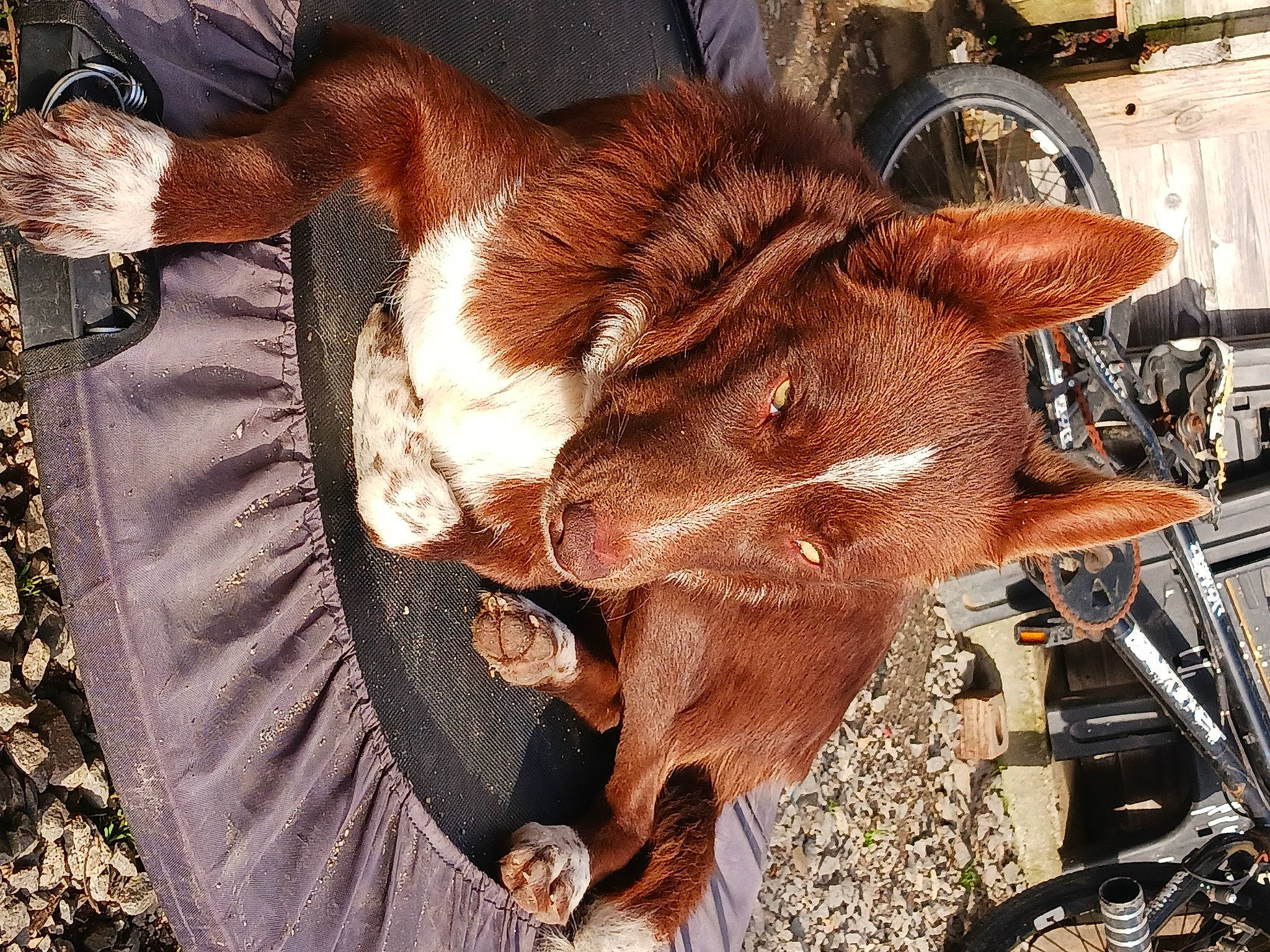 Utah participe au concours pour gagner de l'argent avec cette photo : bovine, canidae, cow_goat_family, dog_breed, fawn, flesh, fur, hide, horn, liver, livestock, meat, metal, motor_vehicle, pack_animal, snout, sporting_group, tail, whiskers, working_animal