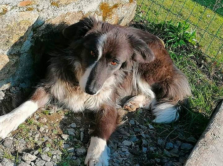 Naya a rejoint le concours — aidez-le/la à gagner de superbes lots ! canidae, carnivore, claw, companion_dog, dog, dog_breed, fawn, fence, fur, grass, liver, mesh, natural_material, plant, snout, soil, sporting_group, tail, terrestrial_animal, working_animal