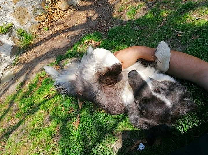 Naya a rejoint le concours — aidez-le/la à gagner de superbes lots ! canidae, carnivore, companion_dog, dog, dog_breed, fawn, felidae, fur, grass, groundcover, livestock, paw, plant, puppy, schnauzer, snout, sporting_group, tail, terrier, working_animal