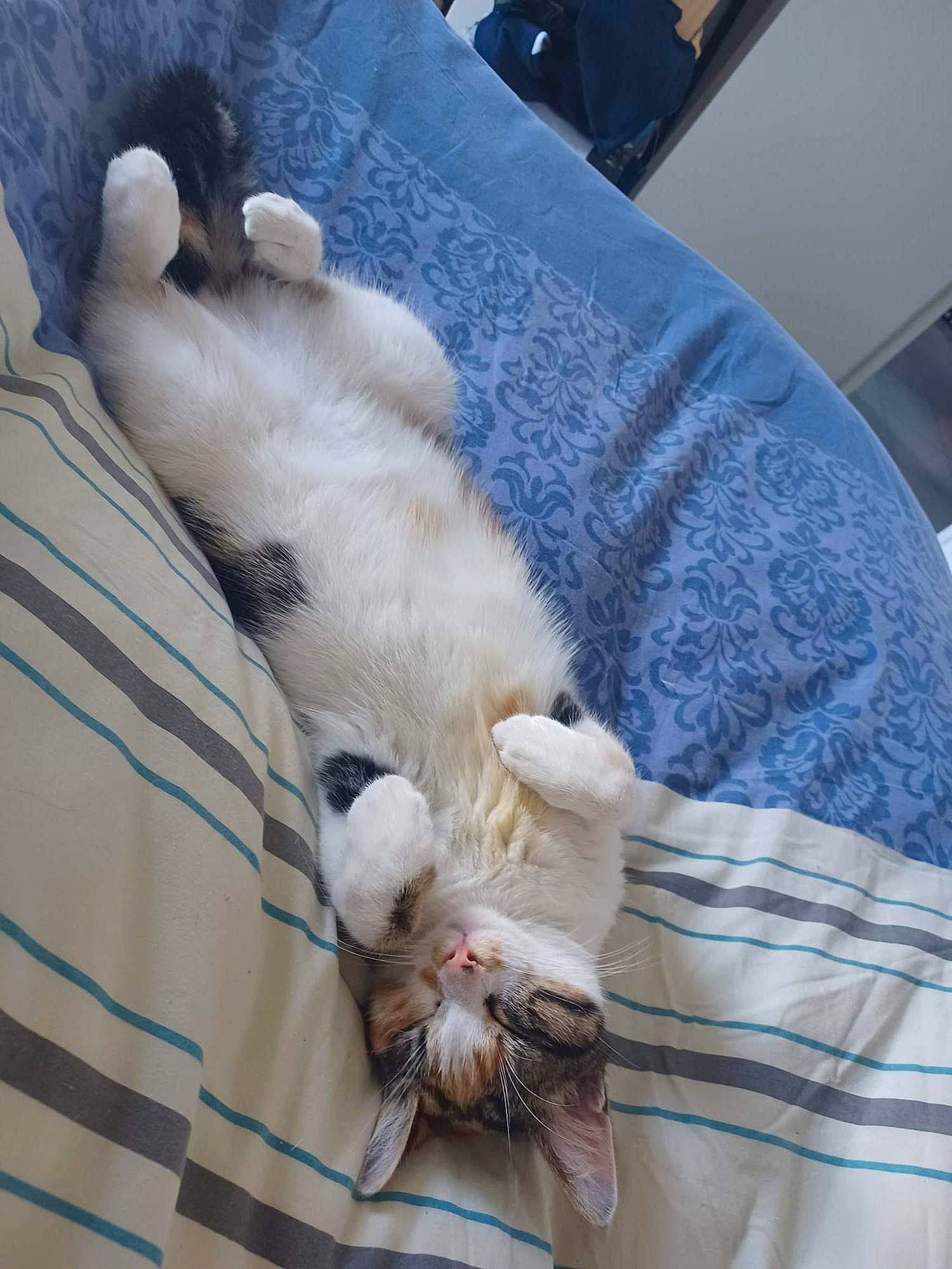 Tina a rejoint le concours — aidez-le/la à gagner de superbes lots ! carnivore, cat, claw, comfort, companion_dog, domestic_short_haired_cat, fawn, felidae, fur, linens, mammal, nap, paw, sleep, small_to_medium_sized_cats, snout, tail, thai, vertebrate, whiskers