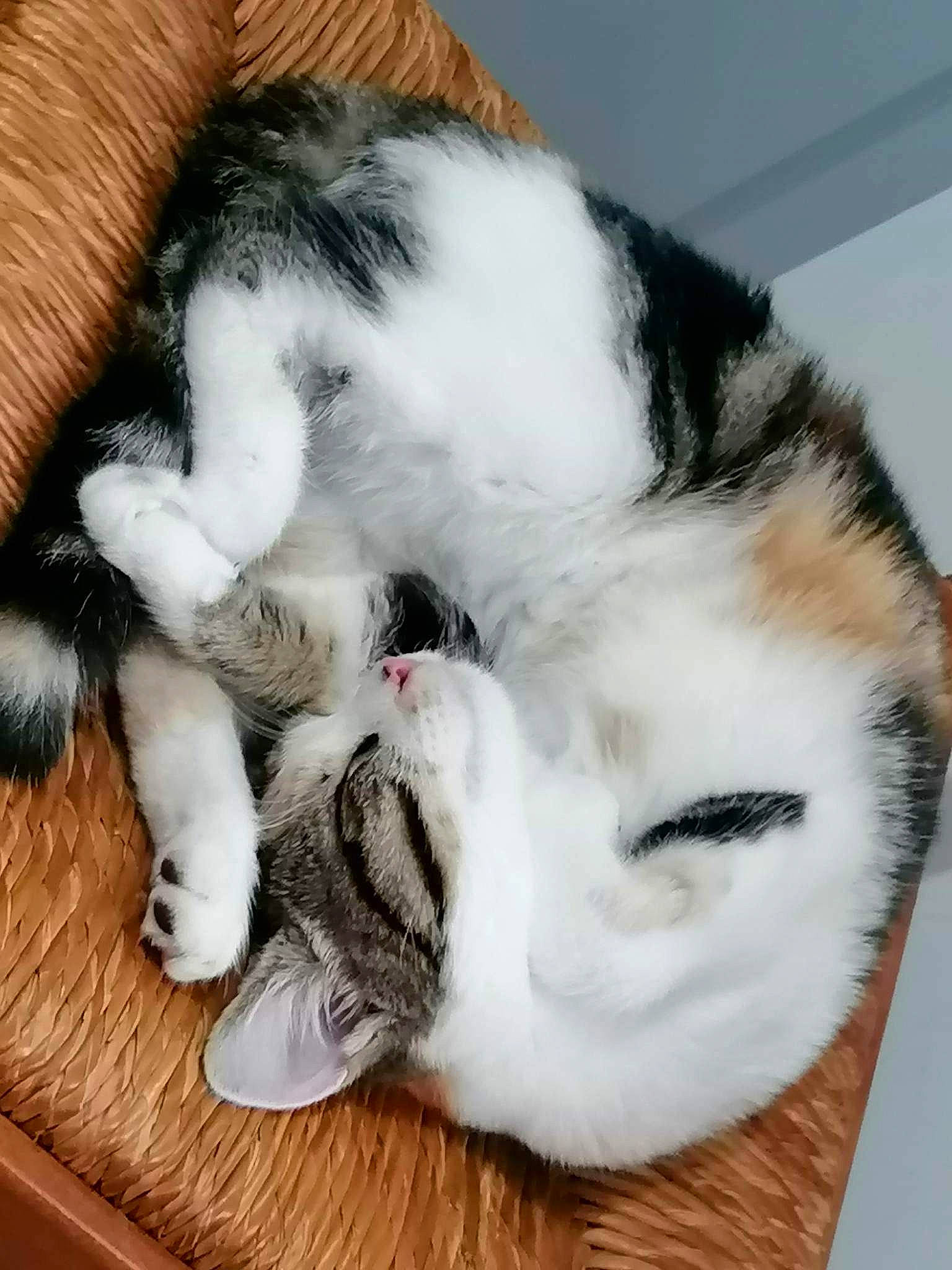 Tina a rejoint le concours — aidez-le/la à gagner de superbes lots ! canidae, carnivore, cat, claw, comfort, companion_dog, dog_breed, domestic_short_haired_cat, ear, felidae, fur, nap, paw, sleep, small_to_medium_sized_cats, snout, tail, terrestrial_animal, whiskers, wood