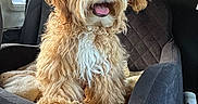 Gio is registered to the contest to win money with this photo: dog, puppy, fluffy, curly_hair, caramel_color, white_chest, open_mouth, tongue, sitting, portrait, pet, animal, vehicle, car_interior, car_seat, backseat, happy, outdoor_light, adorable, companion