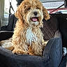 dog, puppy, fluffy, curly_hair, caramel_color, white_chest, open_mouth, tongue, sitting, portrait, pet, animal, vehicle, car_interior, car_seat, backseat, happy, outdoor_light, adorable, companion